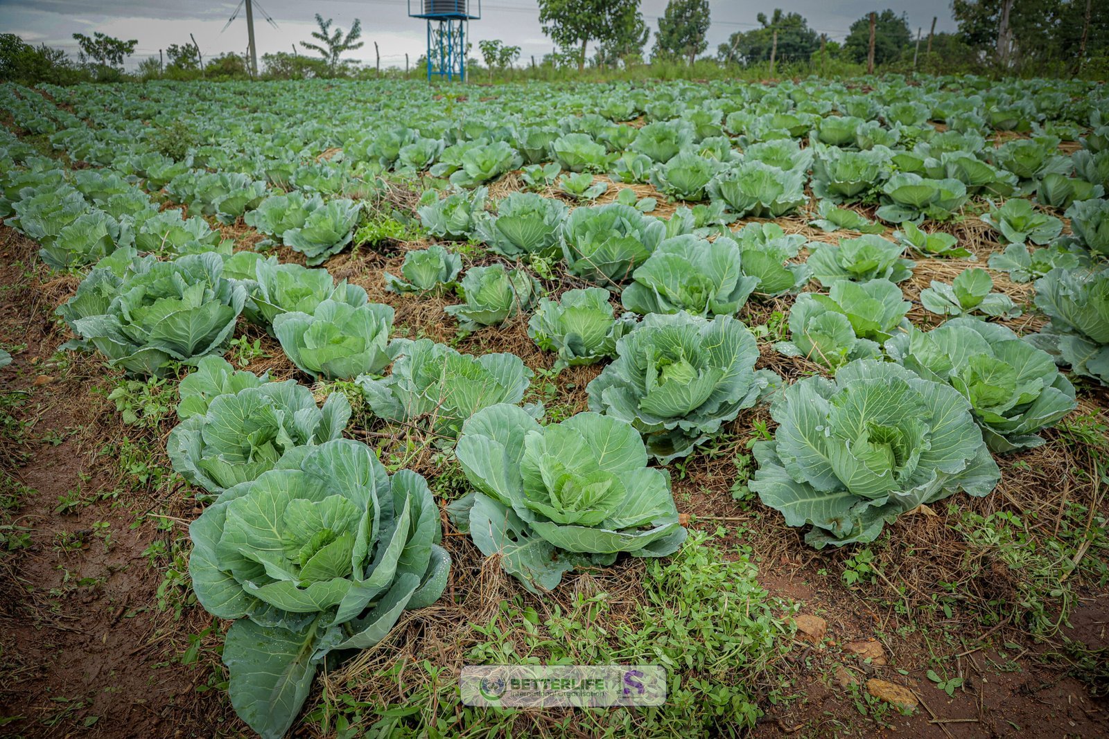 Greenhouse farming