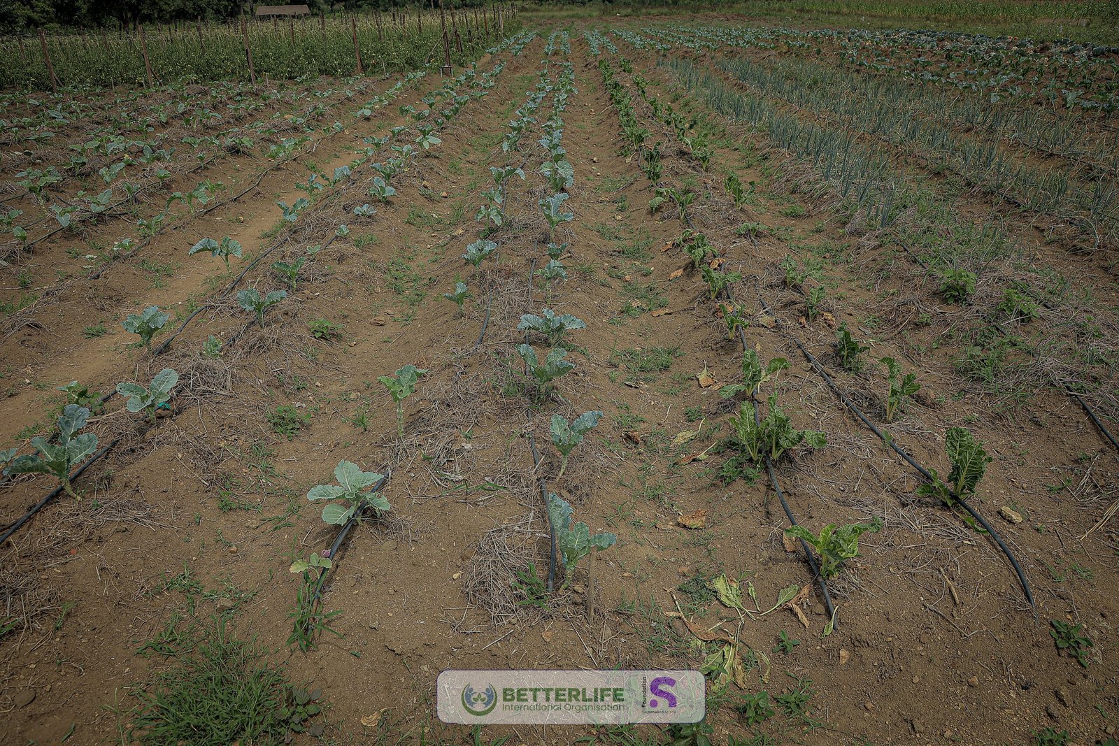 Drip-irrigated vegetable rows on a BetterLife demonstration plot