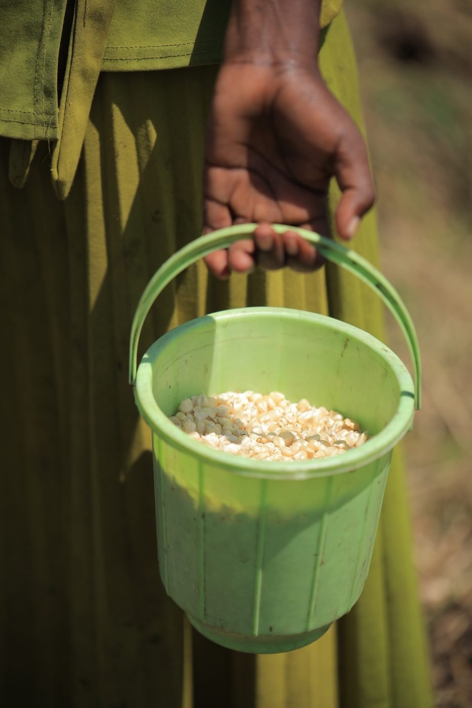 A bucket of maize seed ready for planting