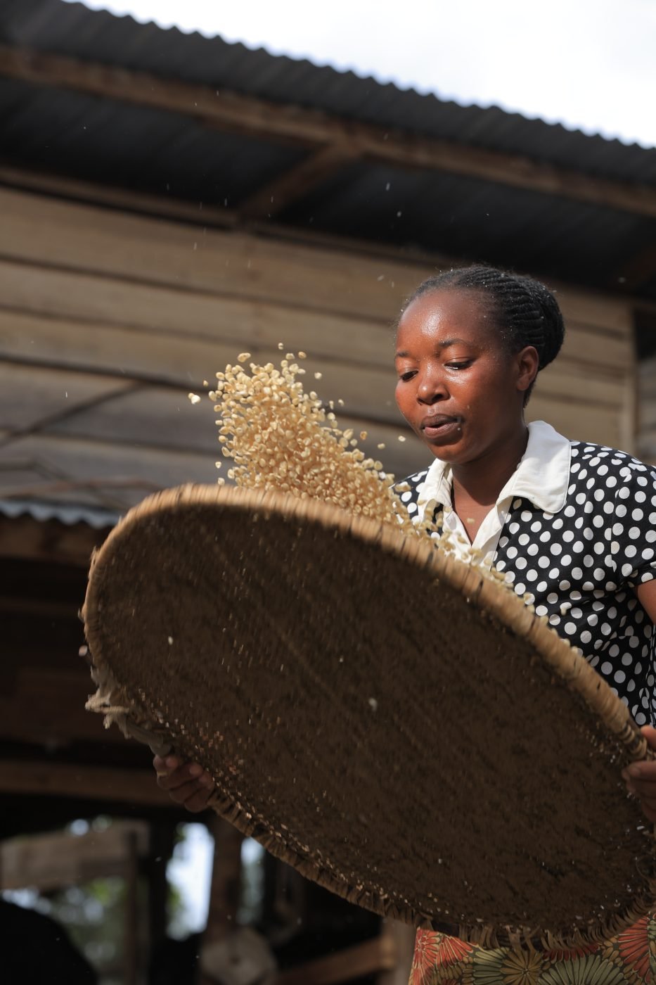 A woman winnowing grain, the chaff blowing from her tray