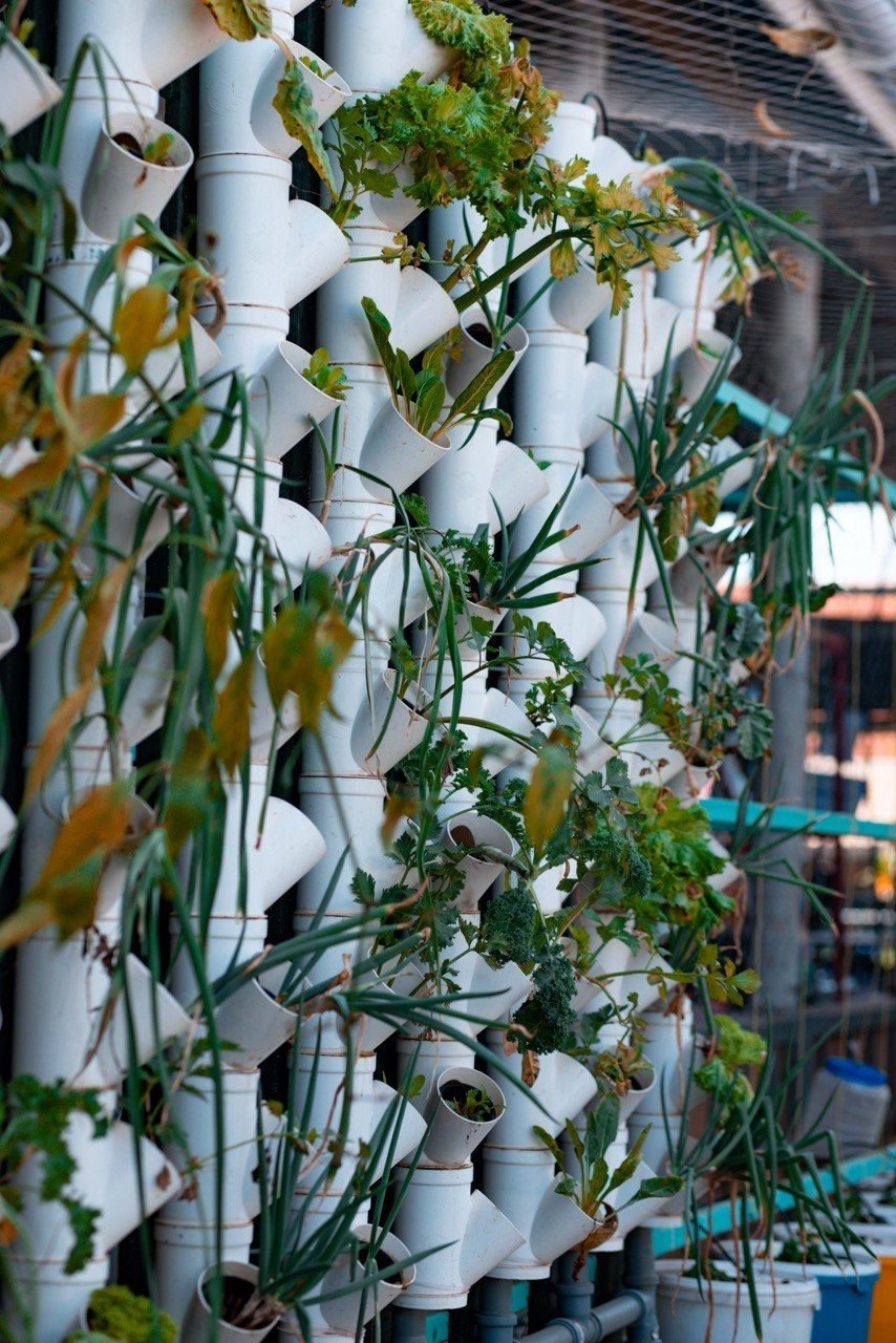 Vegetables and herbs growing in a vertical garden of white pipes