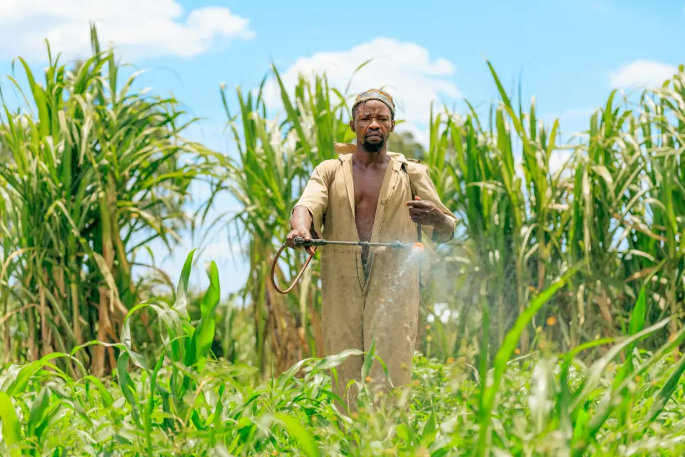 A farmer tending a tall maize crop in Rukungiri, Uganda