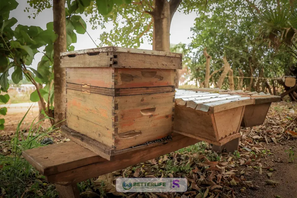 Beehives at a BetterLife-supported site in Yumbe