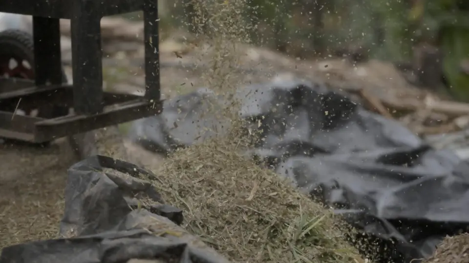 Chopped fodder falling from the chaff cutter onto a tarpaulin