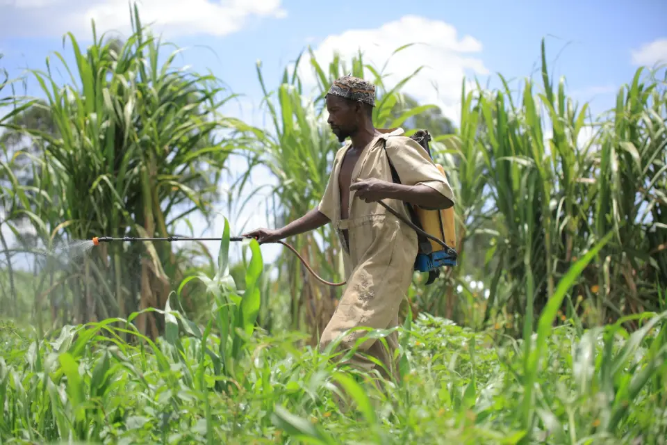 A farmer spraying a tall crop with a knapsack sprayer