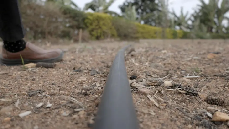 A drip irrigation line running along a prepared bed