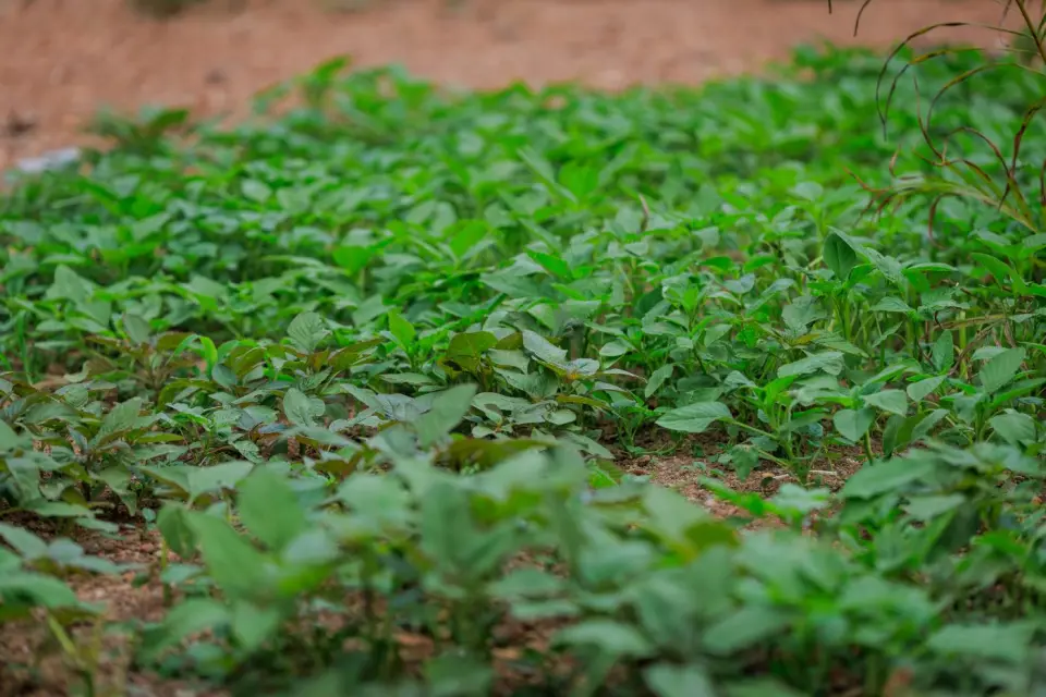 A leafy crop in Rukungiri