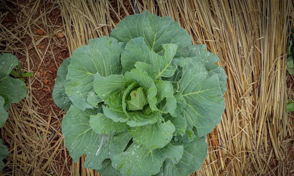 A cabbage growing through straw mulch in Yumbe