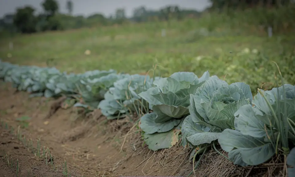 Rows of cabbages in Yumbe