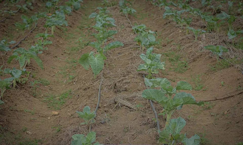 Drip-irrigated seedlings in Yumbe