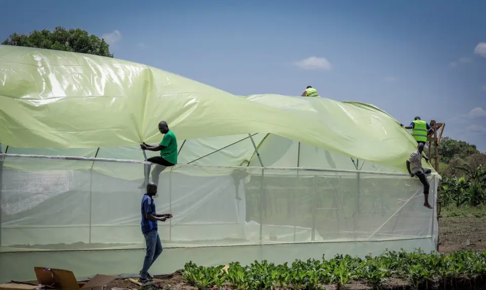 Pulling the cover over the greenhouse in Yumbe