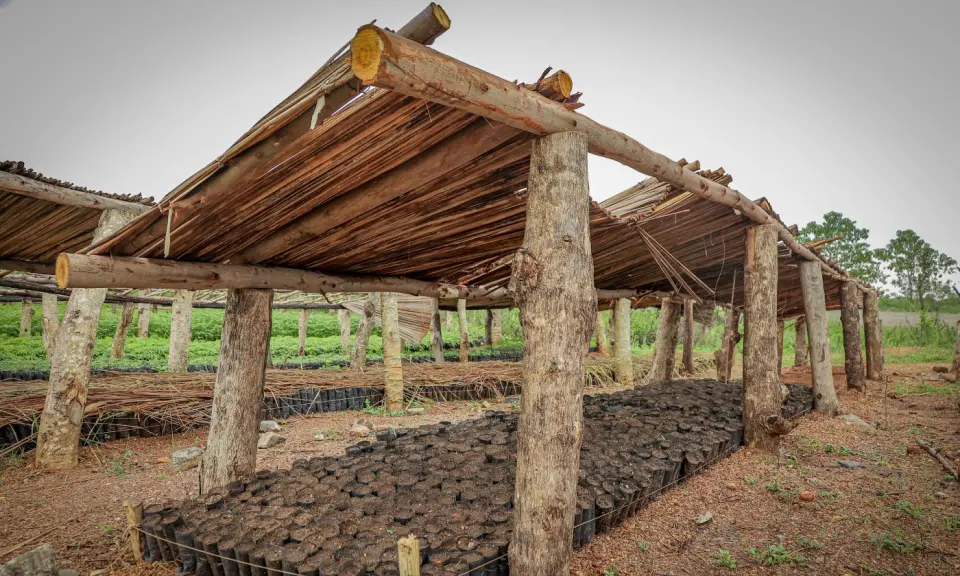 A shaded seedling nursery in Yumbe