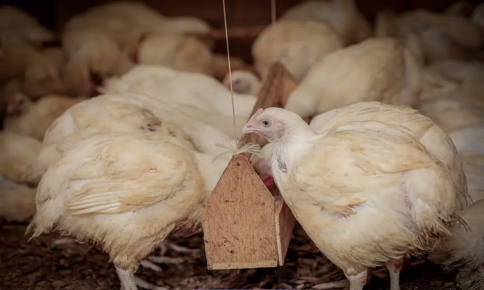 Chickens at a feeder in Yumbe