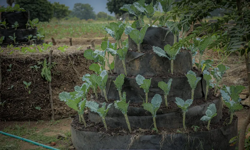A tiered sack garden in Yumbe