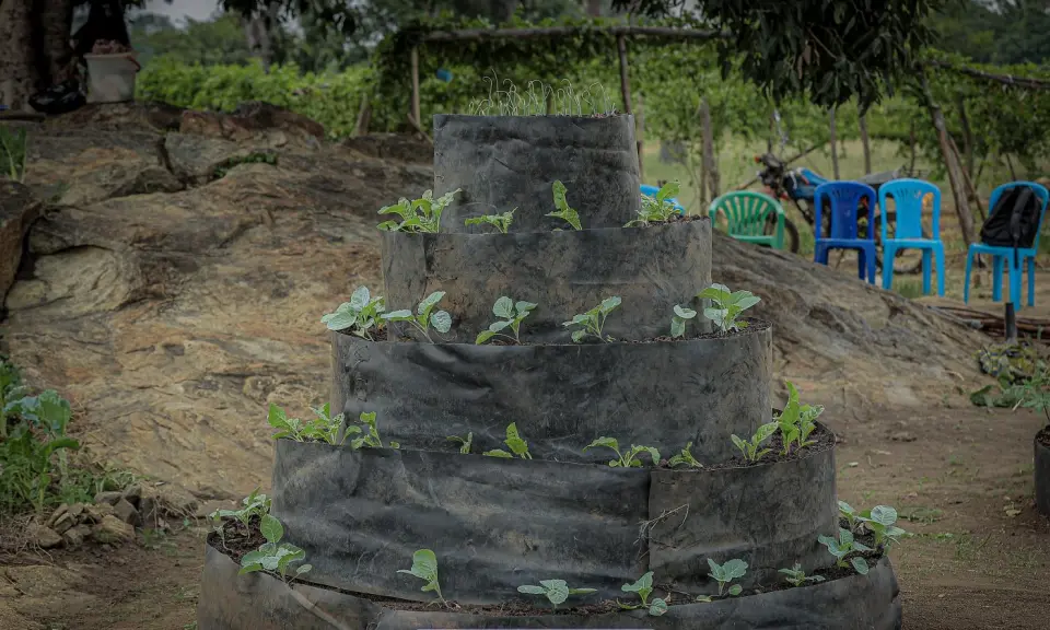 A tiered sack garden planted with seedlings in Yumbe