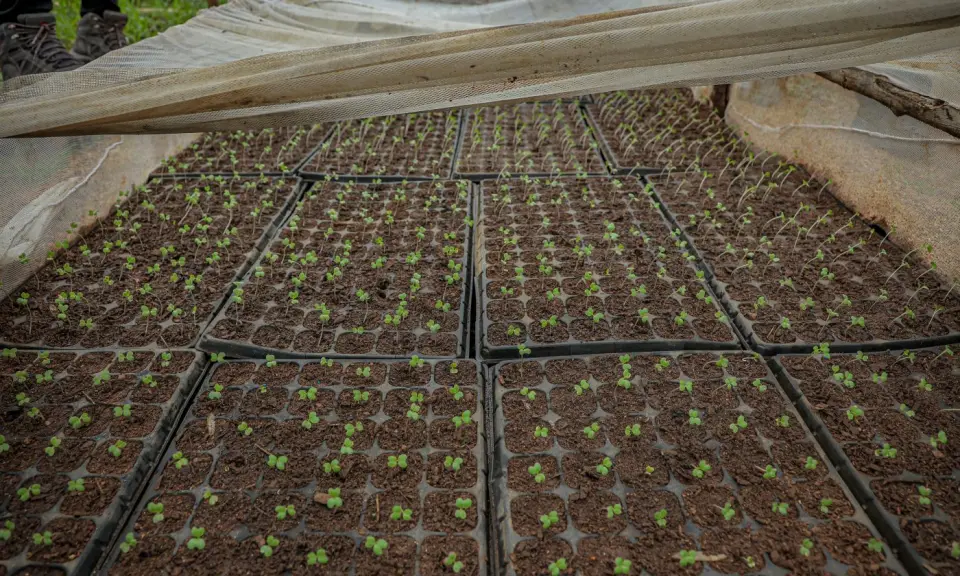 Seedling trays in a nursery in Yumbe