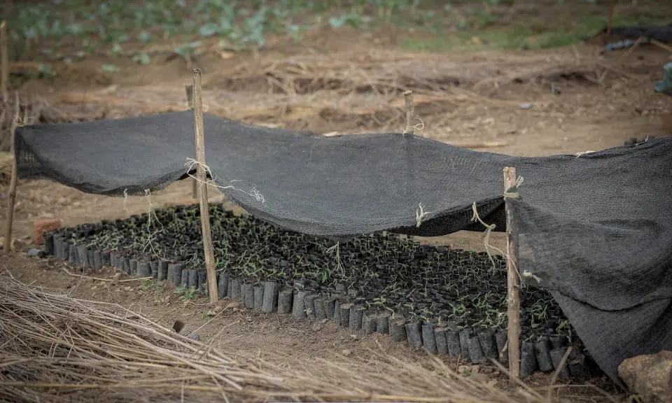 Tree seedlings under a shade net in Yumbe