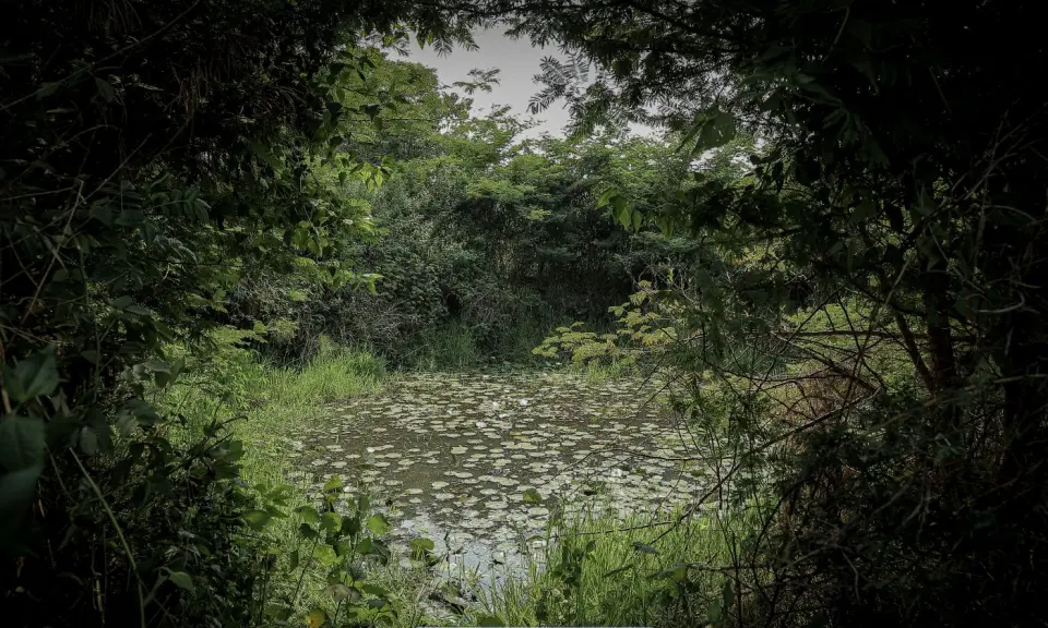 A wetland in Yumbe